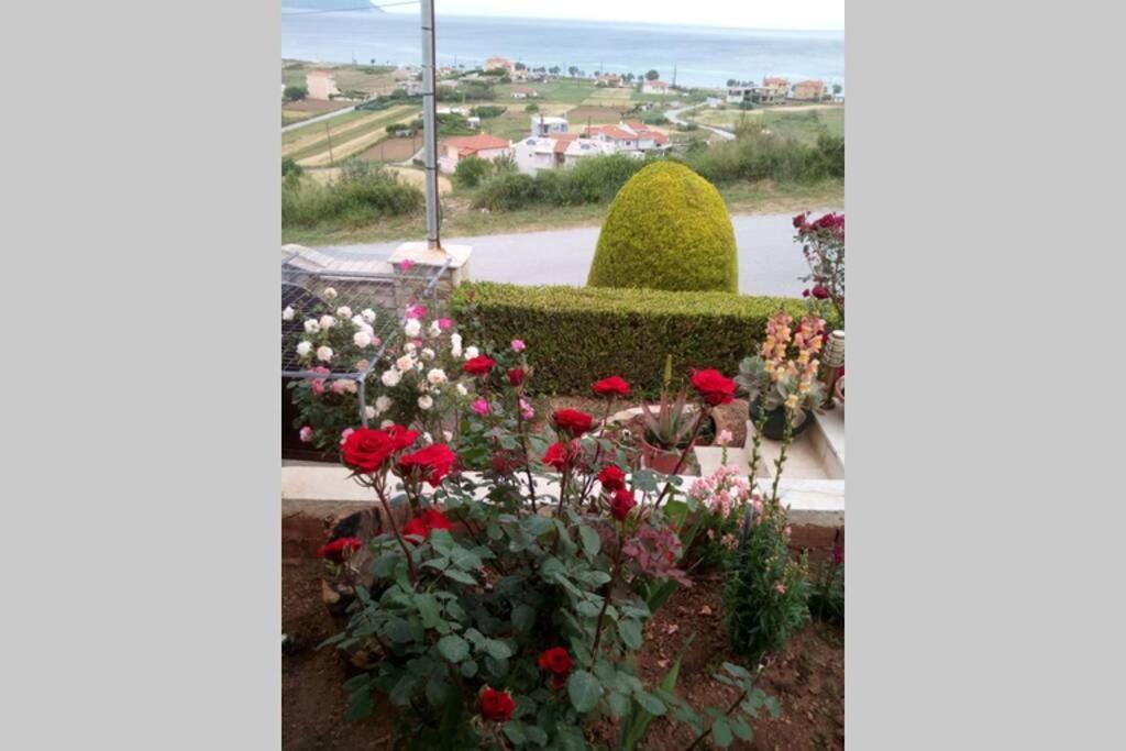 Villa Roses-Murterí Kültér fotó